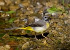 Grey Wagtail - David Atkinson (Beginners).jpg